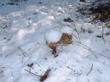Chlorophyllum olivieri image