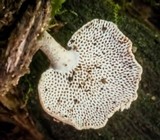 Panellus pusillus image