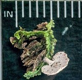 Panellus pusillus image