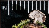 Panellus pusillus image
