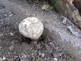 Agaricus texensis image