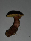 Boletus zelleri image