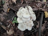 Clitocybe subconnexa image
