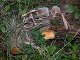 Hypholoma capnoides image