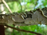 Porostereum spadiceum image