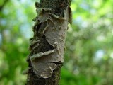 Porostereum spadiceum image