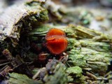Scutellinia crinita image