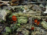 Scutellinia crinita image