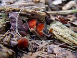 Scutellinia crinita image