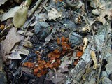 Scutellinia crinita image