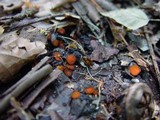 Scutellinia crinita image