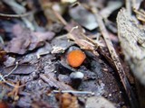 Scutellinia crinita image