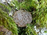 Hymenochaete rubiginosa image
