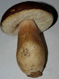 Boletus regineus image