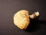 Polyporus alveolaris image