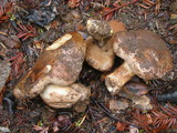 Tylopilus humilis image