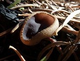 Peziza violacea image