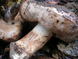 Tylopilus humilis image