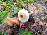 Lepiota sublaevigata image