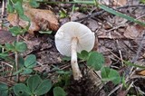 Lepiota sublaevigata image