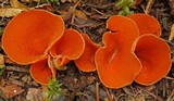 Pseudaleuria quinaultiana image
