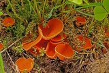 Pseudaleuria quinaultiana image