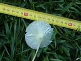 Leucocoprinus fragilissimus image