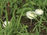 Leucocoprinus fragilissimus image