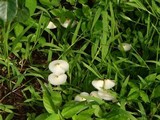 Leucocoprinus fragilissimus image