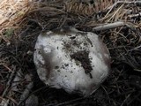 Agaricus albolutescens image