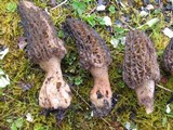 Morchella importuna image