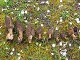 Morchella importuna image