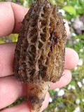 Morchella importuna image