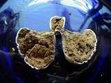 Calbovista subsculpta image