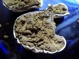 Calbovista subsculpta image