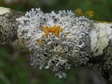 Physcia leptalea image