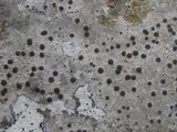 Acrocordia conoidea image