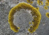 Caloplaca aurantia image