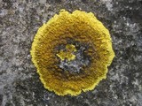 Caloplaca aurantia image
