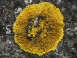 Caloplaca aurantia image