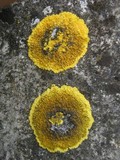Caloplaca aurantia image