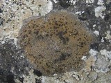 Caloplaca variabilis image
