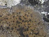 Caloplaca variabilis image