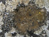 Caloplaca variabilis image