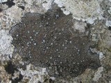 Caloplaca variabilis image