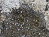 Caloplaca variabilis image