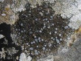 Caloplaca variabilis image
