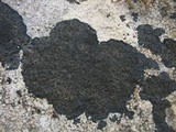 Placynthium nigrum image