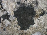 Placynthium nigrum image
