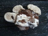Trametes gibbosa image